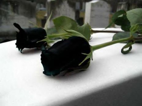 Halfeti-black-roses3